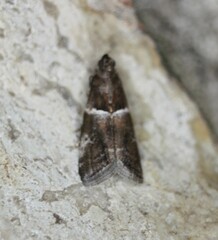 Quasisalebria atratella