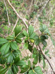 Trichilia triacantha