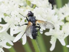 Phyllomya volvulus
