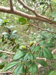 Trichilia triacantha