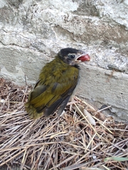 Saltator atriceps