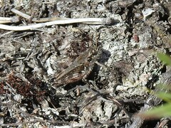 Melanoplus kennicottii