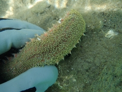 Holothuria floridana