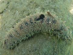 Holothuria floridana