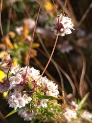 Cuscuta planiflora