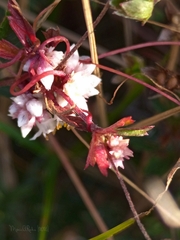 Cuscuta planiflora