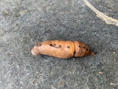 Daphnis nerii