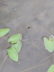 Sagittaria cuneata