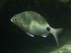 Diplodus caudimacula