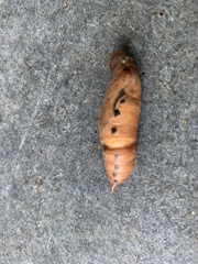 Daphnis nerii