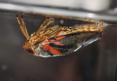 Notonecta lobata