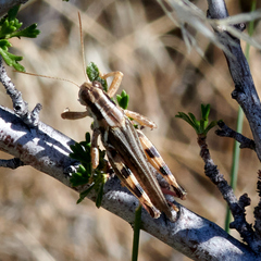 Melanoplus packardii