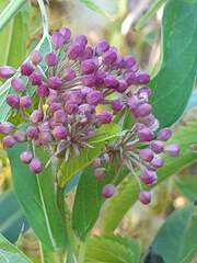 Asclepias incarnata