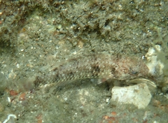 Sparisoma radians