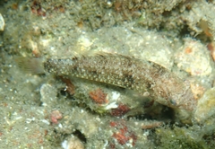 Sparisoma radians