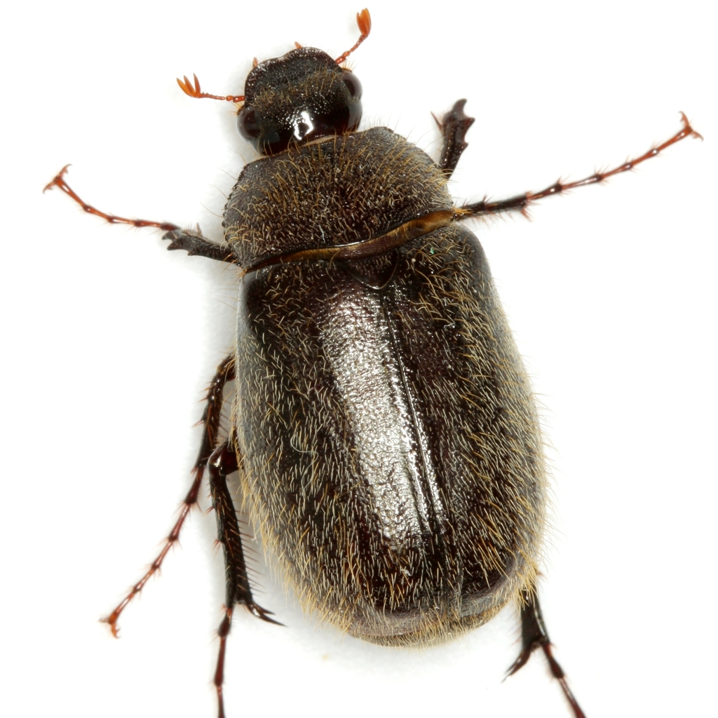 Phyllophaga crenulata