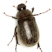 Phyllophaga crenulata - Photo 由 Mike Quinn, Austin, TX 所上傳的 (c) Mike Quinn, Austin, TX，保留部份權利CC BY-NC