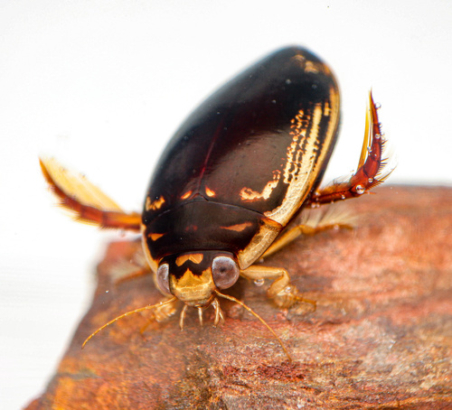 Thermonectus intermedius Crotch, 1873