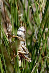 Melanoplus packardii