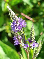 Verbena hastata