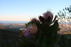 Leucospermum glabrum