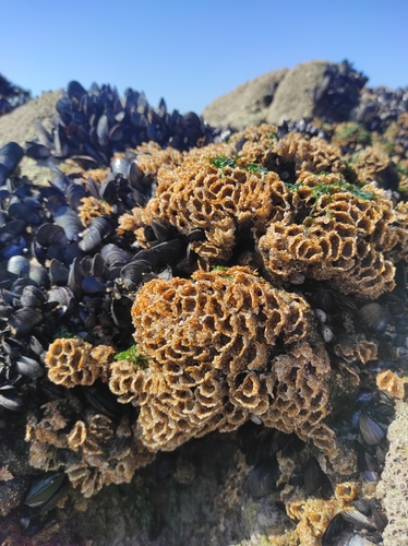 Honeycomb Worm, Vila do Conde, Portugal, photo 10 of 10