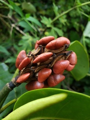 Magnolia portoricensis