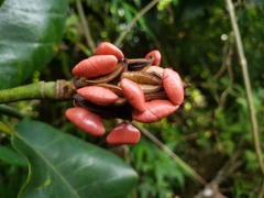 Magnolia portoricensis