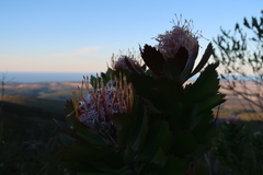 Leucospermum glabrum
