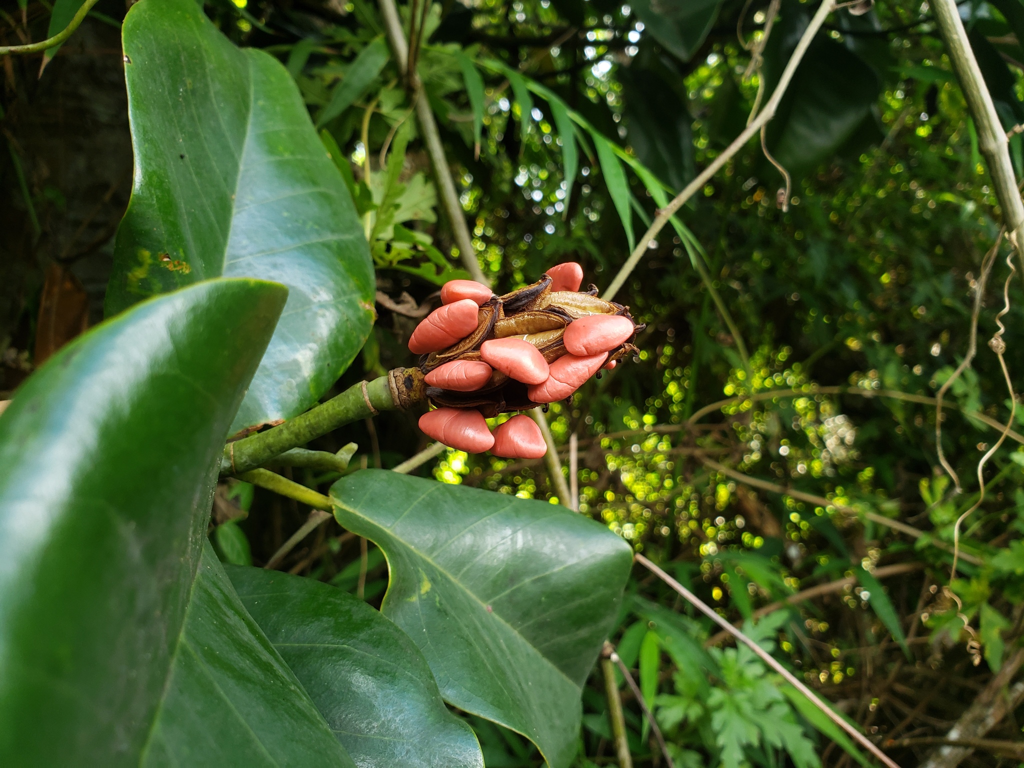 Magnolia portoricensis