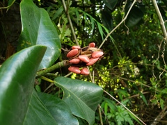 Magnolia portoricensis