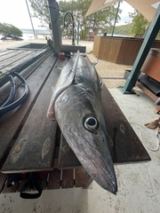 Scomberomorus commerson