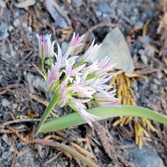 Allium crenulatum