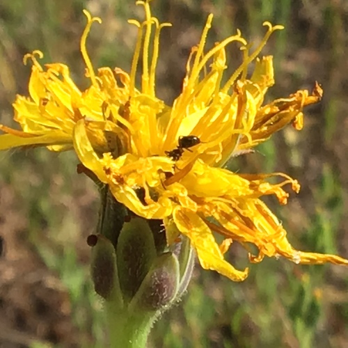 iNaturalist observation photo of Ants, Bees, Wasps, and Sawflies
