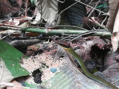 Dendrophidion clarkii