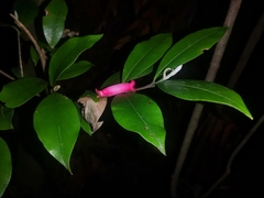 Myrceugenia planipes