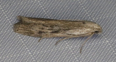 Aphomia terrenella