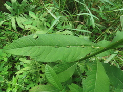 Neolasioptera vernoniae