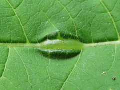 Neolasioptera vernoniae