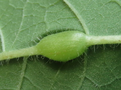 Neolasioptera vernoniae