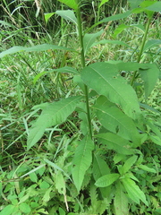 Neolasioptera vernoniae