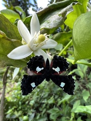 Calydna sturnula