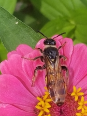 Dielis pilipes