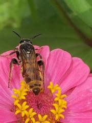 Dielis pilipes