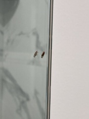 Drosophila immigrans