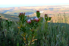 Leucospermum glabrum