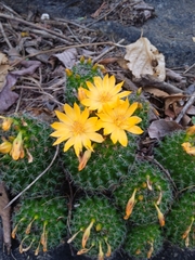 Mammillaria beneckei