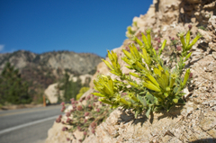 Silene parishii