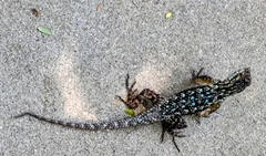 Sceloporus occidentalis