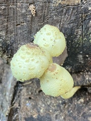 Leucocoprinus flavescens